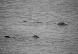 Seals by Pieter Firlefyn 